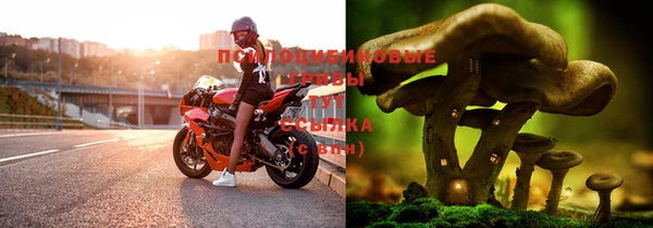 ГАЛЛЮЦИНОГЕННЫЕ ГРИБЫ Алзамай